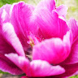 Meet your Posher, Liette